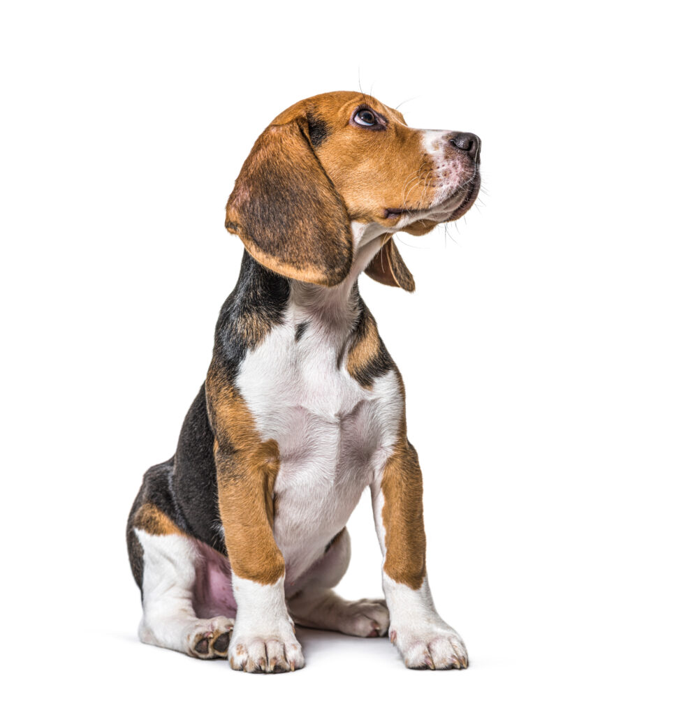 Young,Puppy,Three,Months,Old,Beagles,Dog,Sitting,And,Looking