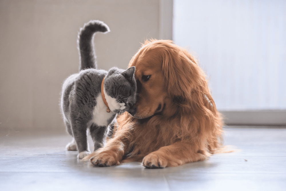 Grey cat and golden retriever nuzzle, muzzle to muzzle. American Animal Hospital in Randolph, NJ.